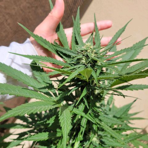 Runtz Auto growlog timeline photo
