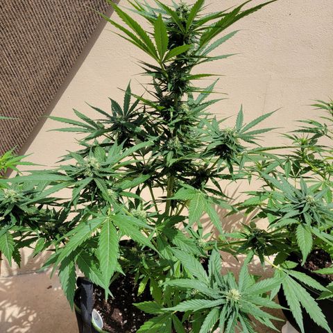 Runtz Auto growlog timeline photo