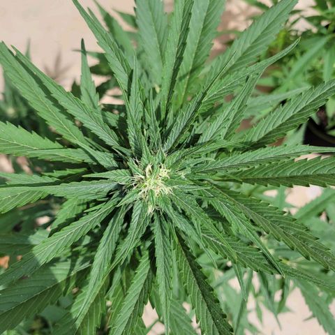 Runtz Auto growlog timeline photo