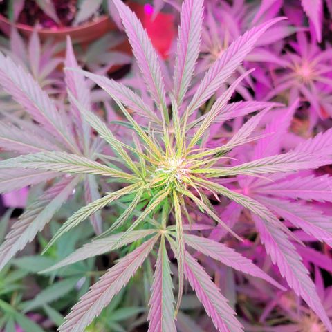Gorilla Glue #4 growlog timeline photo