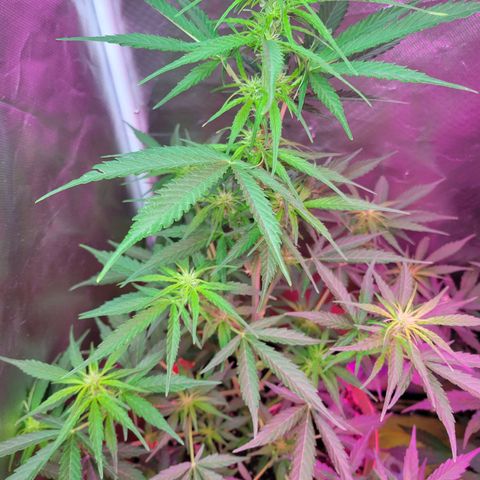 Súper Lemon Haze auto growlog timeline photo