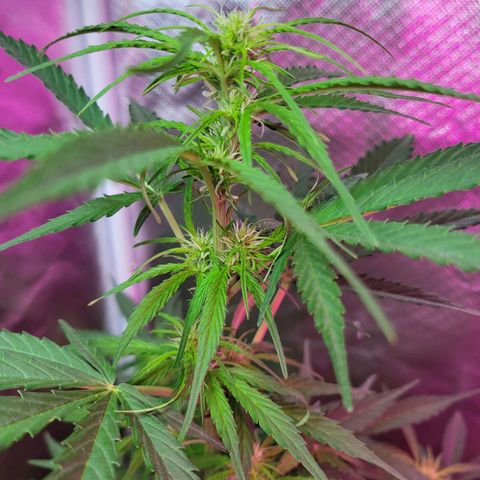 Súper Lemon Haze auto growlog timeline photo