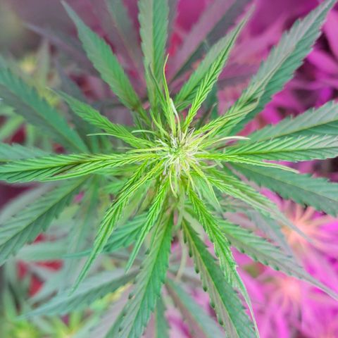 Súper Lemon Haze auto growlog timeline photo