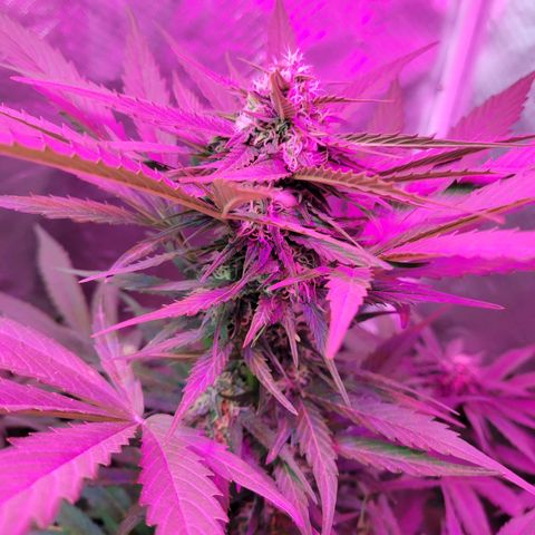 Runtz Auto growlog timeline photo