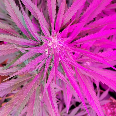 Runtz Auto growlog timeline photo