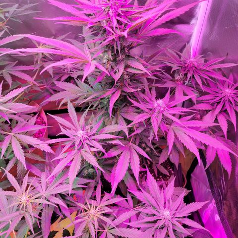 Runtz Auto growlog timeline photo