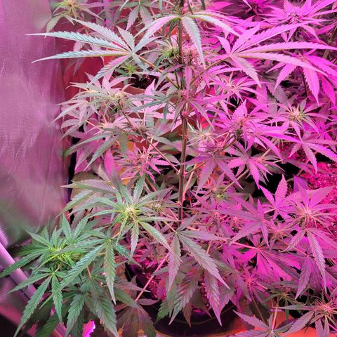 Gorilla Glue #4 growlog timeline photo