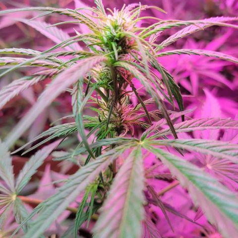 Gorilla Glue #4 growlog timeline photo