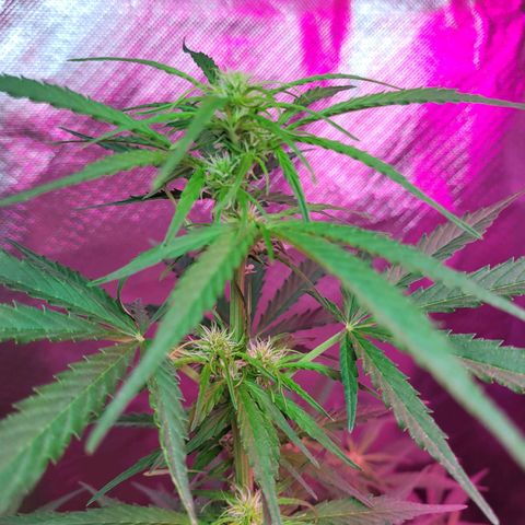 Súper Lemon Haze auto growlog timeline photo