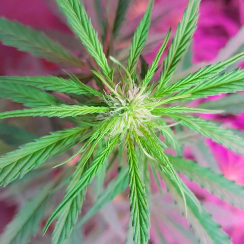 Súper Lemon Haze auto growlog timeline photo
