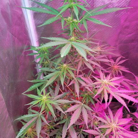 Súper Lemon Haze auto growlog timeline photo