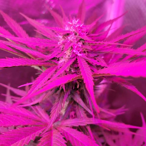 Runtz Auto growlog timeline photo