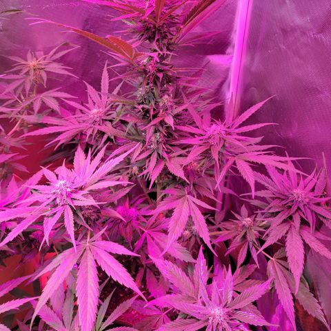 Runtz Auto growlog timeline photo