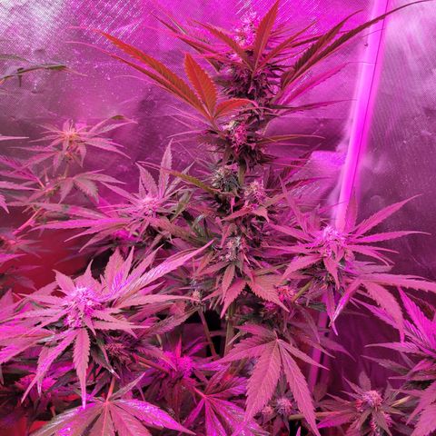 Runtz Auto growlog timeline photo
