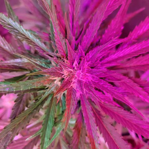 Runtz Auto growlog timeline photo
