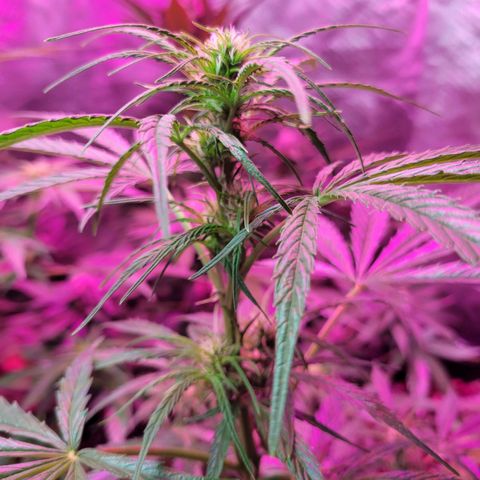 Gorilla Glue #4 growlog timeline photo