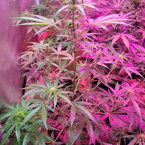 Gorilla Glue #4 growlog timeline photo