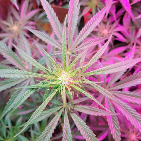 Gorilla Glue #4 growlog timeline photo
