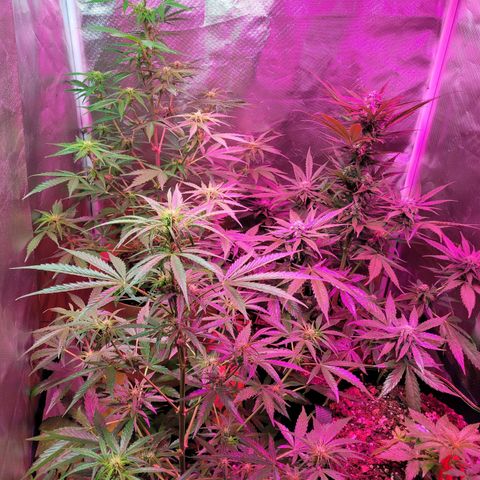 Gorilla Glue #4 growlog timeline photo
