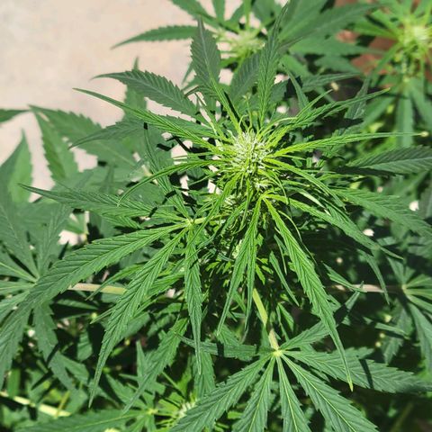 Gorilla Glue #4 growlog timeline photo