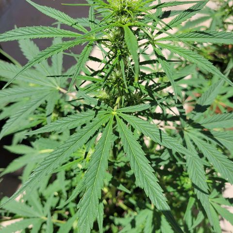 Gorilla Glue #4 growlog timeline photo