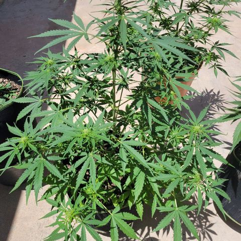 Gorilla Glue #4 growlog timeline photo