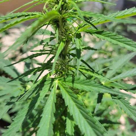 Súper Lemon Haze auto growlog timeline photo