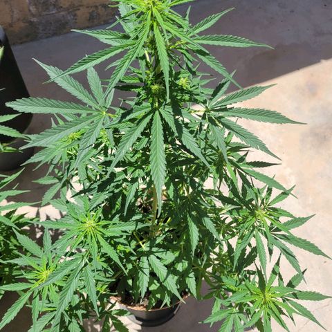 Súper Lemon Haze auto growlog timeline photo