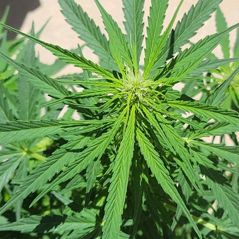 Súper Lemon Haze auto growlog timeline photo