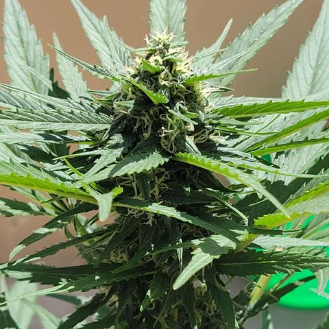 Runtz Auto growlog timeline photo