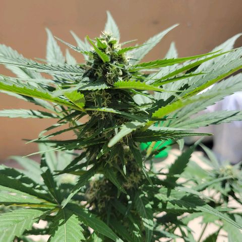 Runtz Auto growlog timeline photo