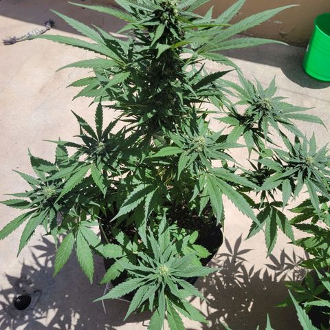 Runtz Auto growlog timeline photo