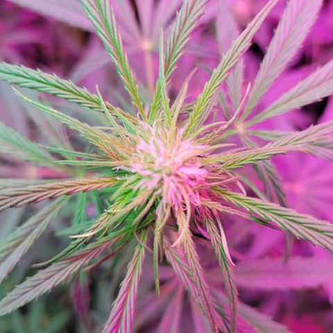 Gorilla Glue #4 growlog timeline photo