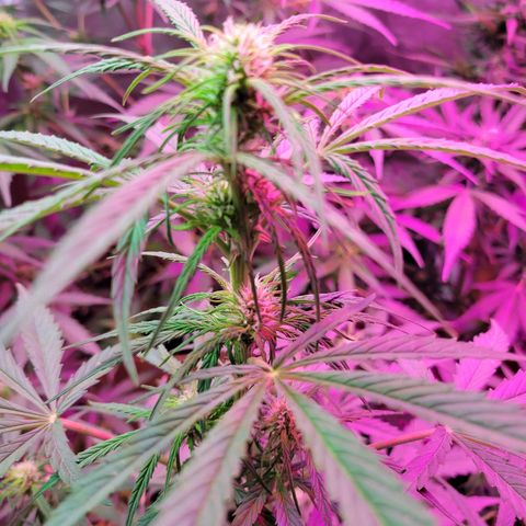 Gorilla Glue #4 growlog timeline photo