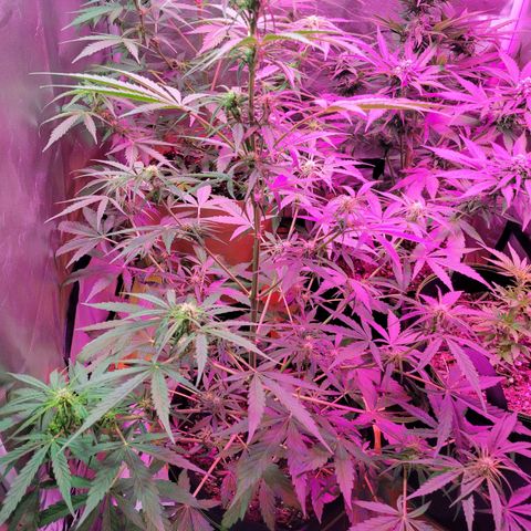 Gorilla Glue #4 growlog timeline photo