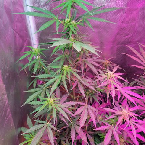 Súper Lemon Haze auto growlog timeline photo