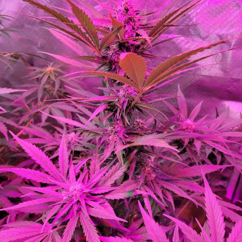 Runtz Auto growlog timeline photo