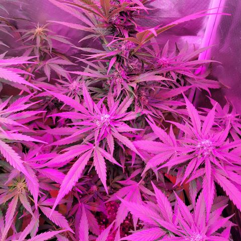 Runtz Auto growlog timeline photo