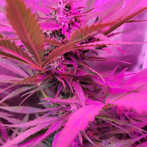 Runtz Auto growlog timeline photo