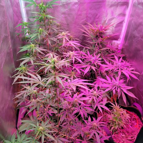 Súper Lemon Haze auto growlog timeline photo