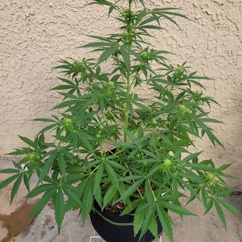 Gorilla Glue #4 growlog timeline photo