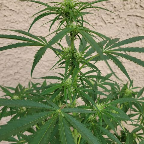 Gorilla Glue #4 growlog timeline photo