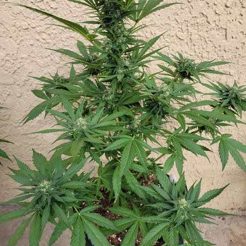 Runtz Auto growlog timeline photo