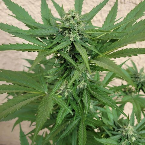 Runtz Auto growlog timeline photo