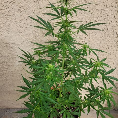Súper Lemon Haze auto growlog timeline photo