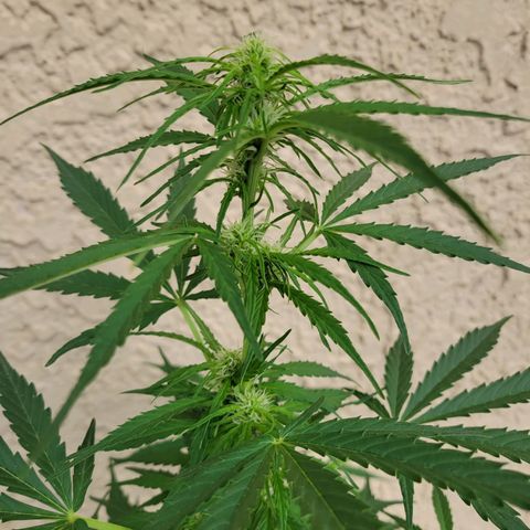 Súper Lemon Haze auto growlog timeline photo