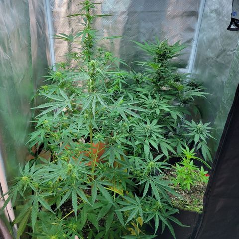 Súper Lemon Haze auto growlog timeline photo
