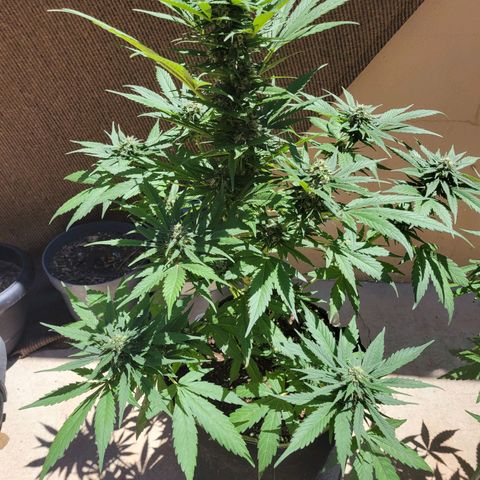 Runtz Auto growlog photo: 8 días más y ya corte