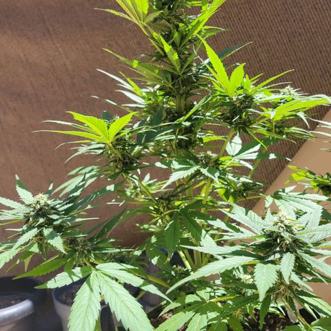 Runtz Auto growlog photo: 8 días más y ya corte