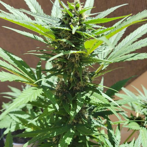 Runtz Auto growlog photo: 8 días más y ya corte